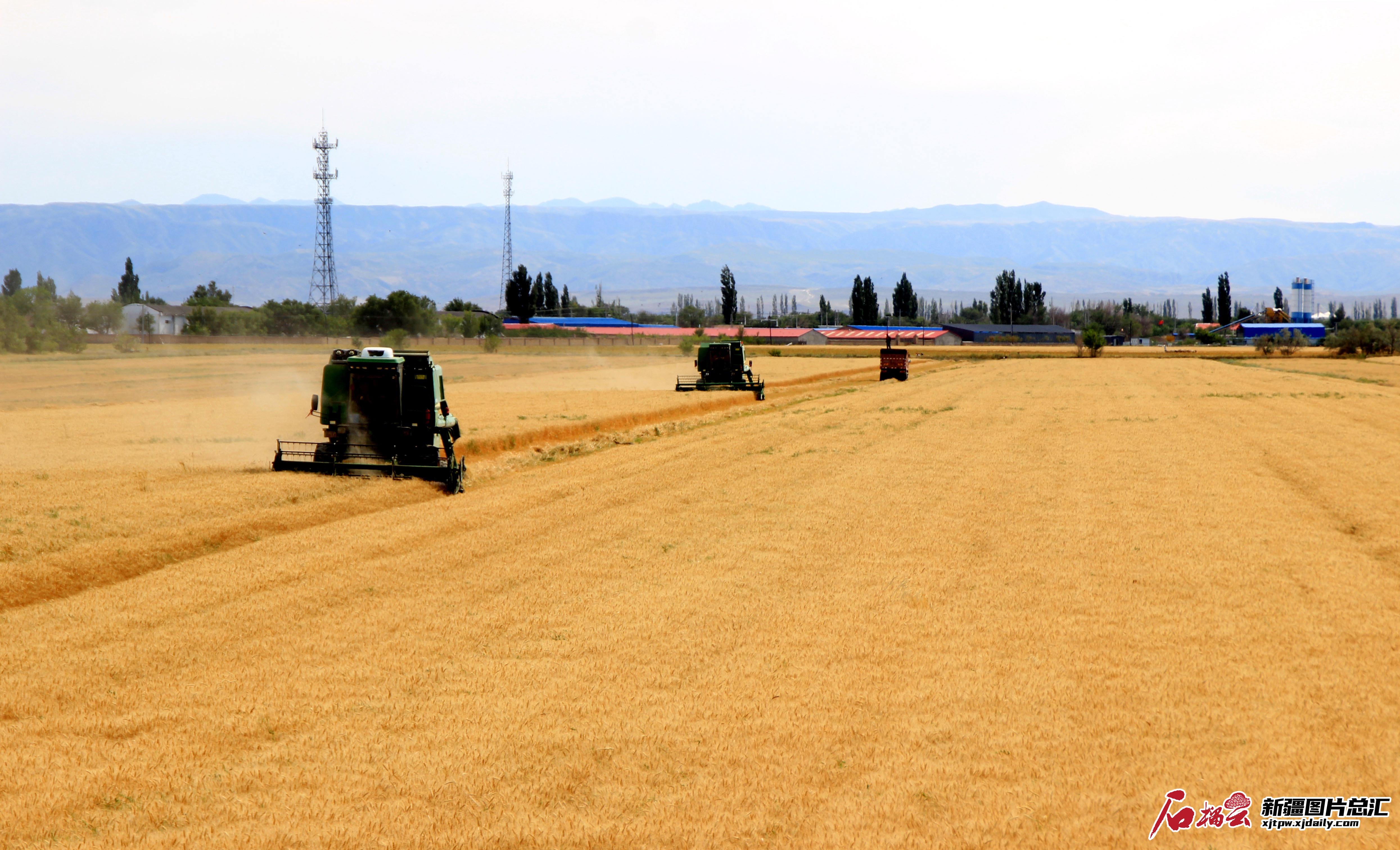 非凡10年·地州巡礼丨新疆塔城：全产业链发展赋能农业现代化